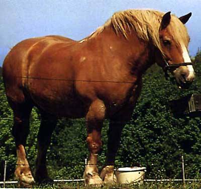 The Swedish Ardennes Draft Horse